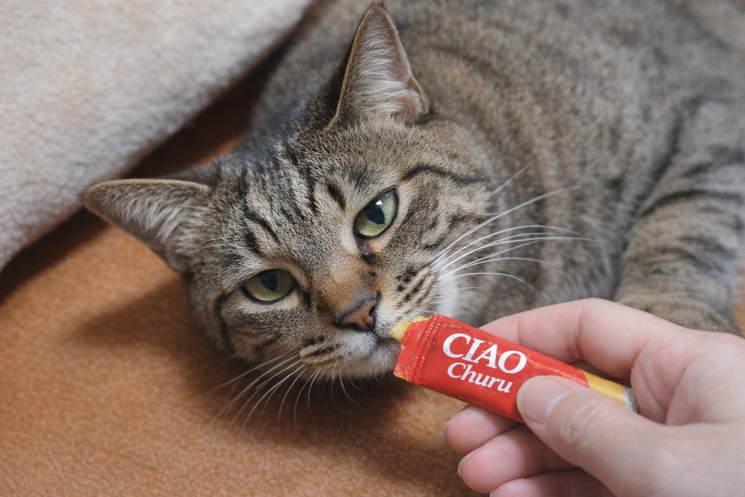 チャオちゅーるの安全性と添加物について解説する記事のイメージ写真