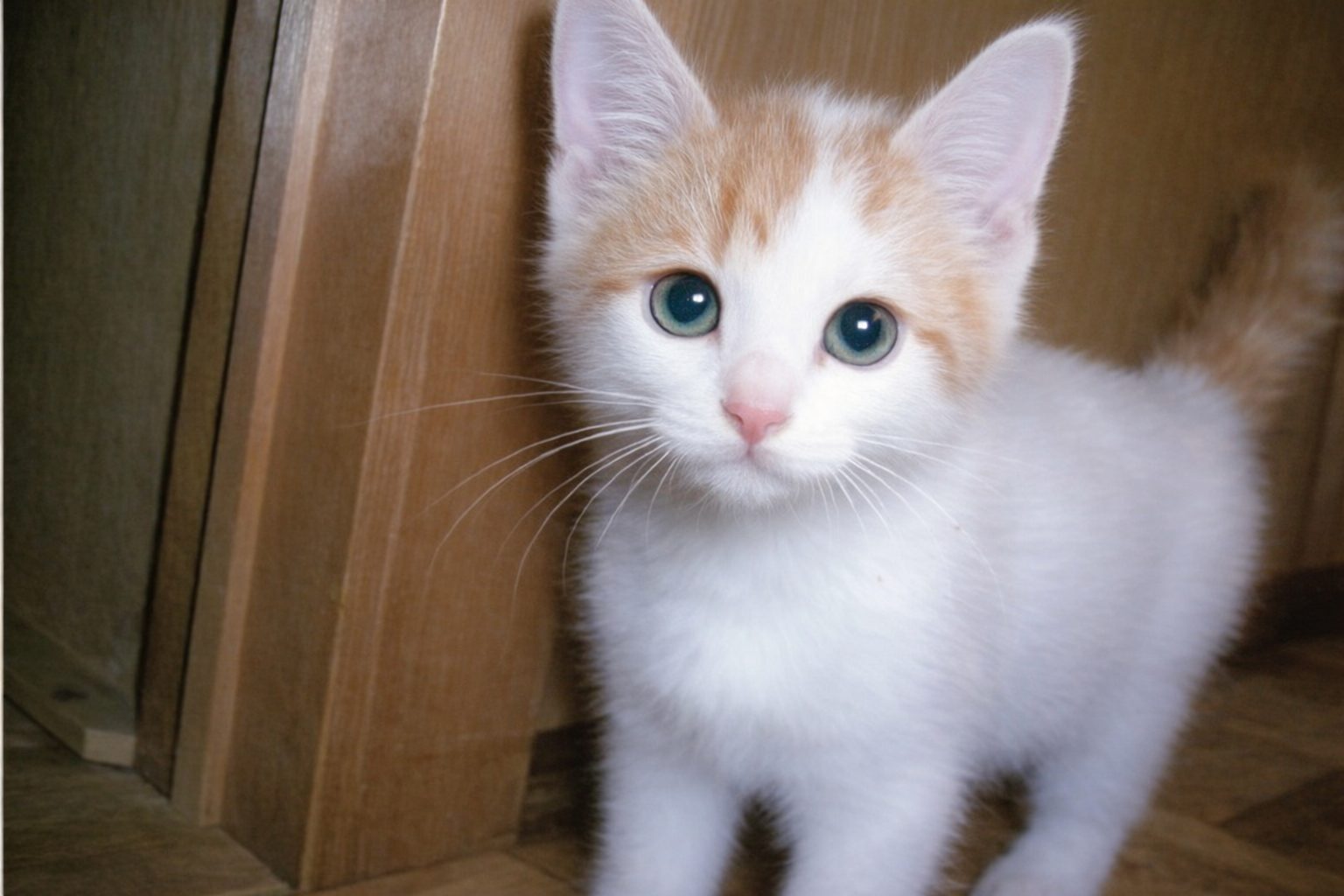 シルベスター 猫 爪とぎを覚え始めた頃