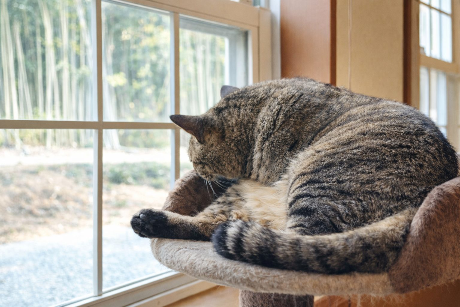飼い主の留守中も落ち着いて過ごすキジトラ猫