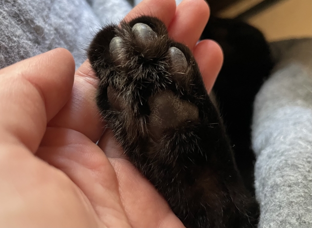 ふわふわの猫の足元のアップ。優しい触感の猫砂で肉球にやさしい使用感