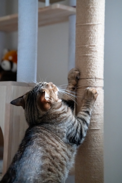 縦型の爪とぎで体を伸ばして、爪とぎをするキジトラ猫