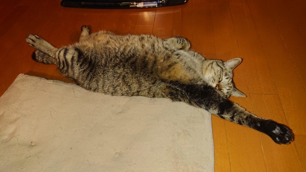 遊び終えてリラックスするキジトラ猫