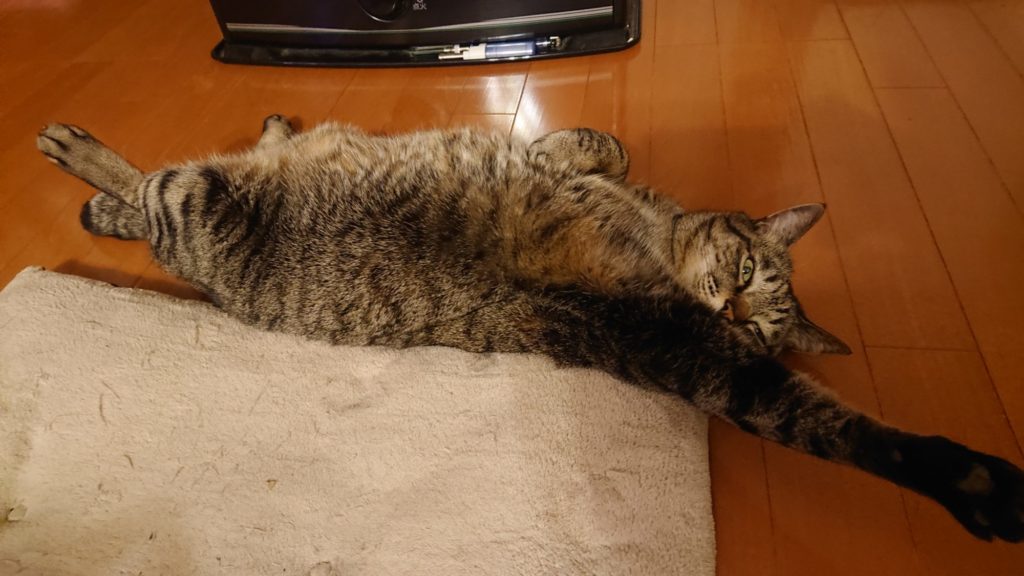 クッションの上でくつろぐキジトラ猫のみいちゃん。ダニ対策に使えるキマリダニー