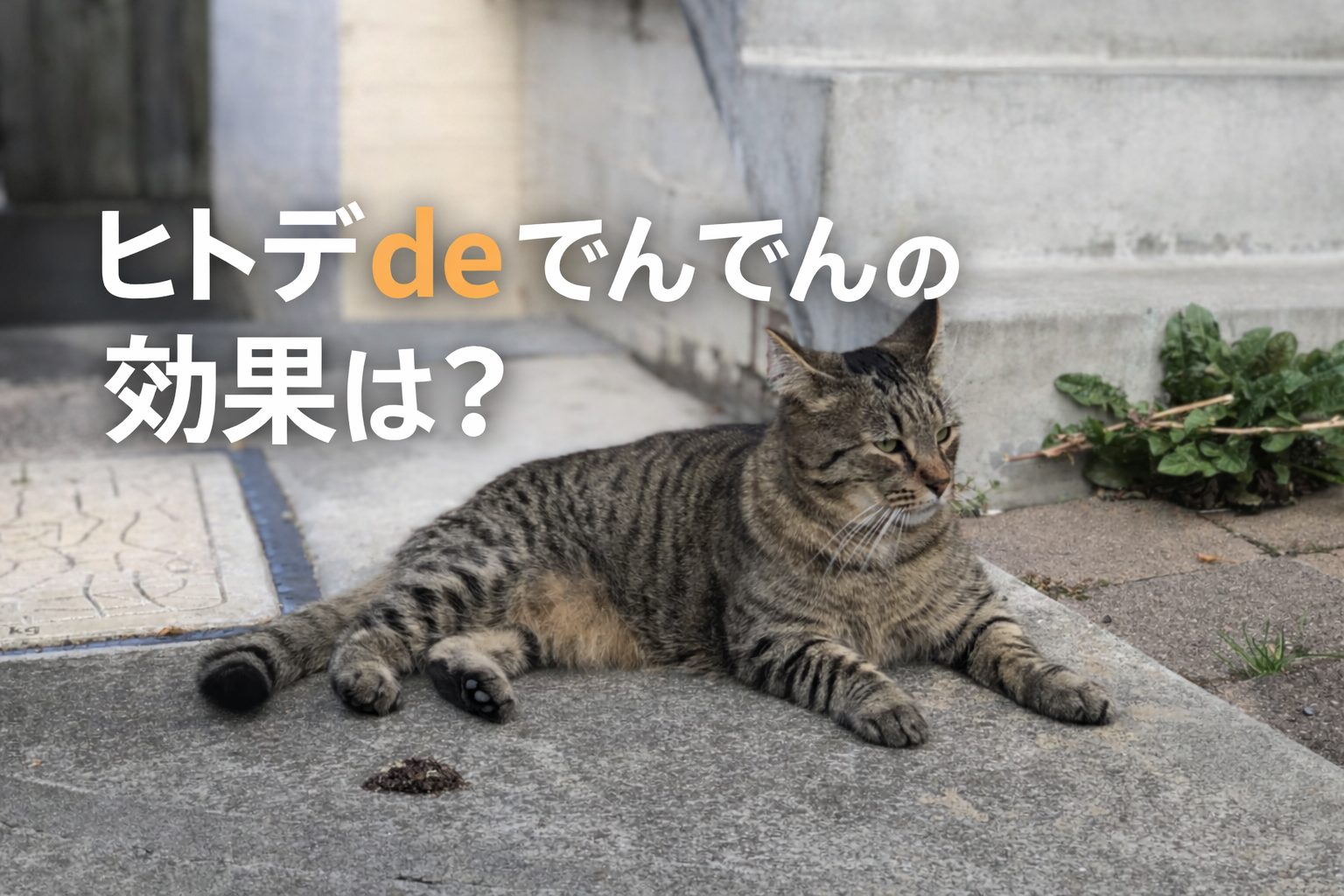 ヒトデdeでんでんの猫よけ効果を解説するイメージ画像（庭にいる猫）