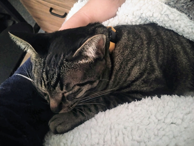 飼い主の手にスリスリする老猫。信頼と愛情を表すしぐさ。