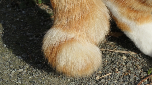 尾曲がり猫のしっぽのアップ写真、カギ状のしっぽが特徴