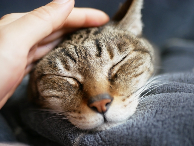 飼い主の手に寄り添うように眠るキジトラの老猫の写真