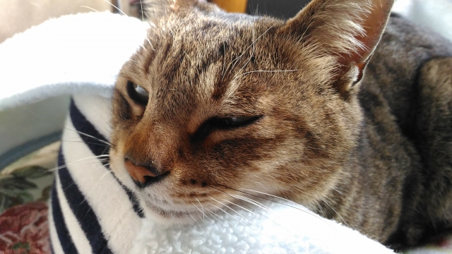 暖かい部屋でキジトラのシニア猫が穏やかな表情でくつろいでいる写真