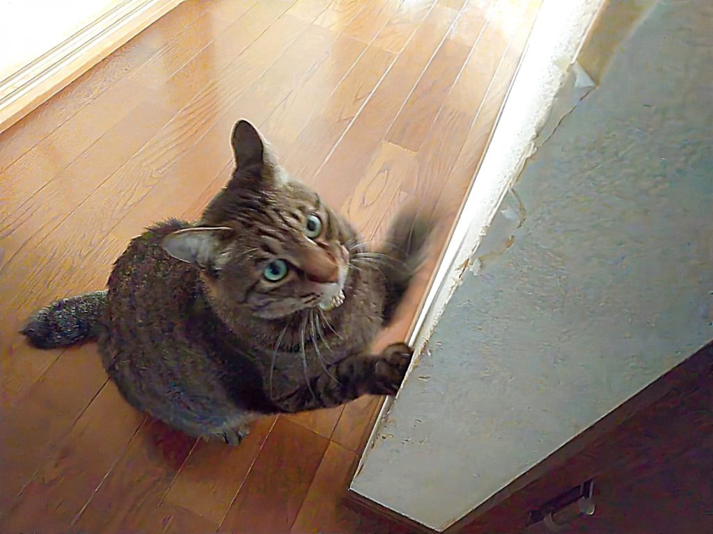 家の壁で爪とぎをしてしまうキジトラ猫