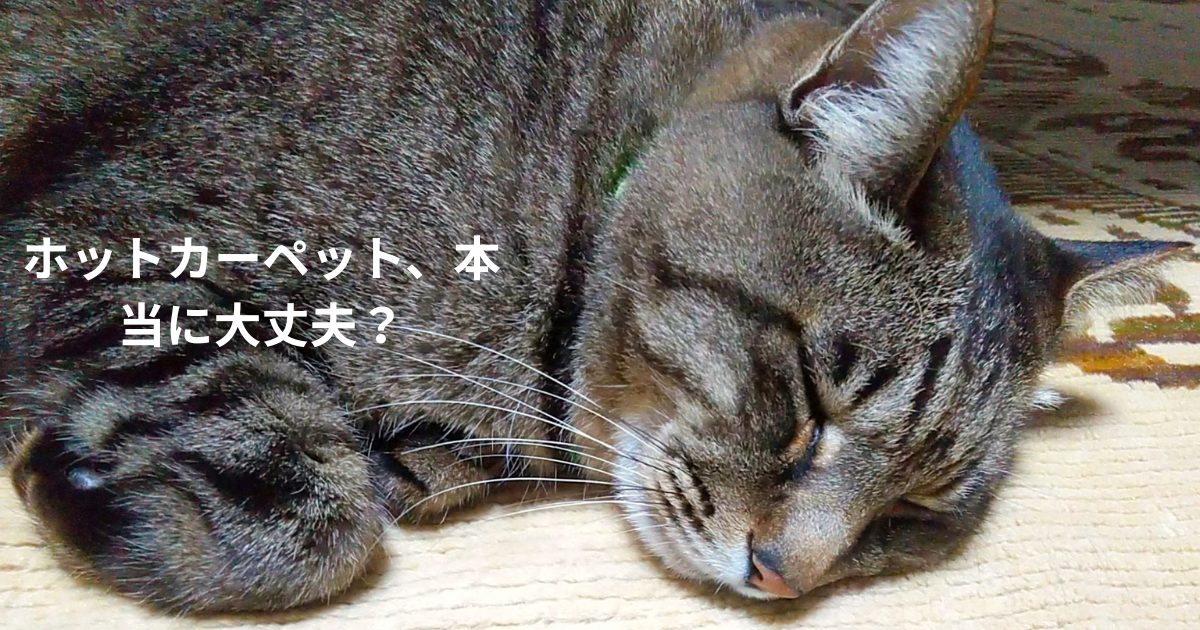 カーペットの上で安心して眠るシニア猫の様子