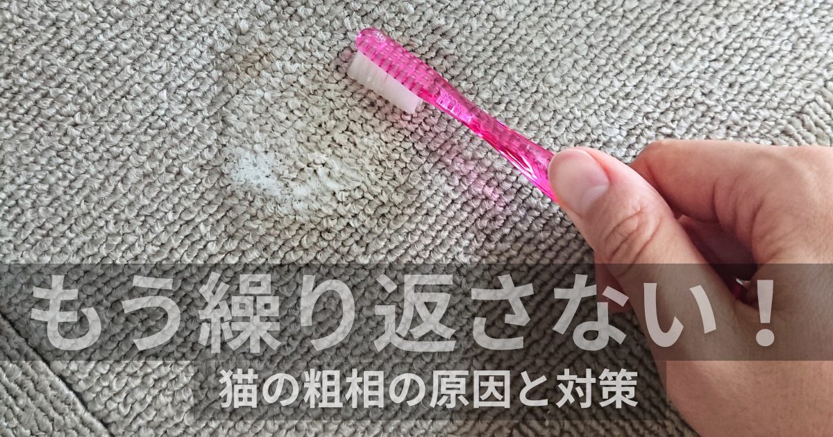 猫の尿で汚れたカーペットをブラシで掃除している様子