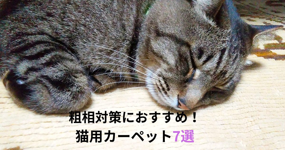 猫がカーペットの上でくつろぐ様子｜粗相対策におすすめの猫用カーペット